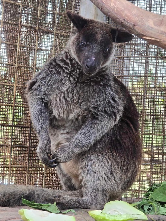 TCA Tree Kangaroo