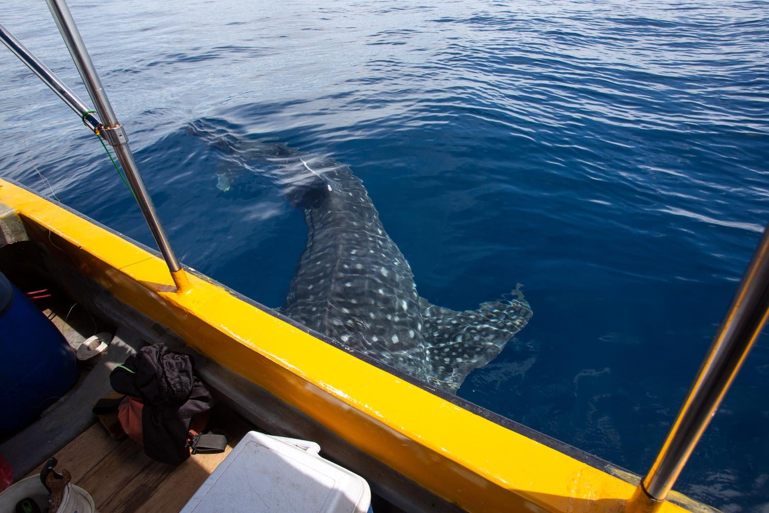 img-nabire-whale-shark-papua-explorer-curious
