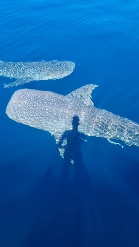 Diving with Whale Sharks in Nabire, Papua, Indonesia with Liberty Experiences