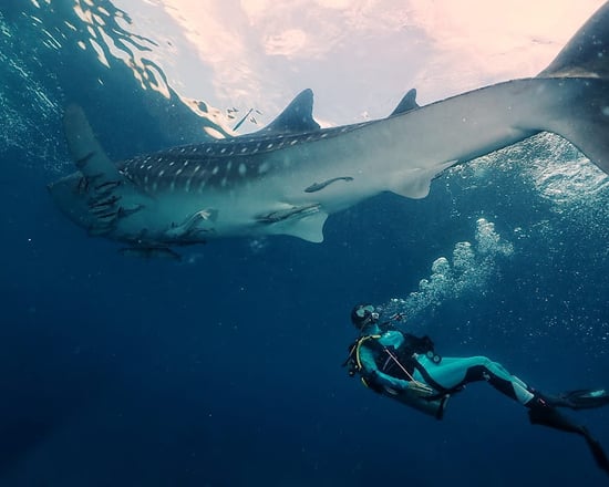whale shark aristoteles